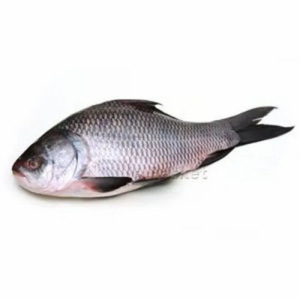 whole Fish