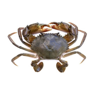 Crab